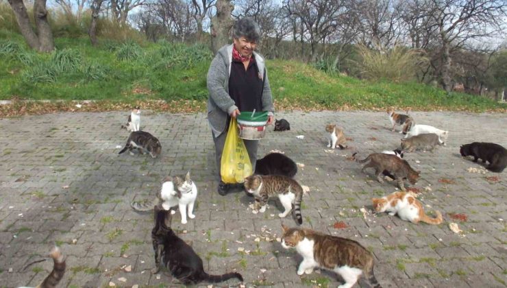 Balıkesir’de emekli hemşire 20 yıldır sokak kedilerini besliyor