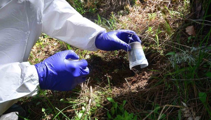 Balıkesir ormanlarında dumansız yangınla mücadele