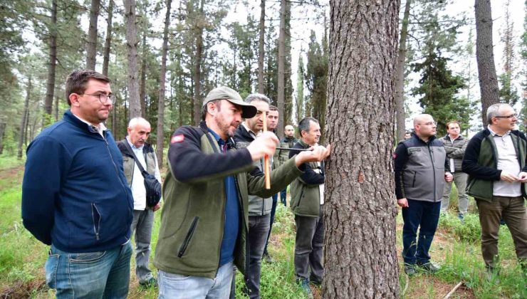 Balıkesir’de hızlı gelişen tür ağaçlandırmaları gözlem altında