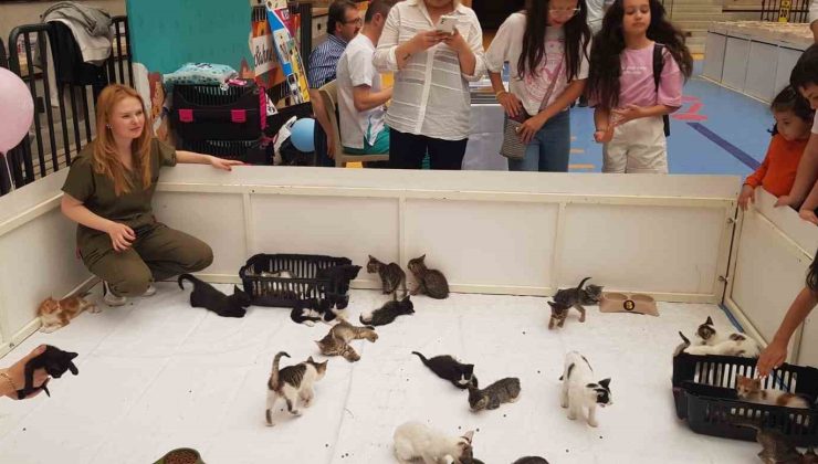 Kedi yavruları sahiplendirildi
