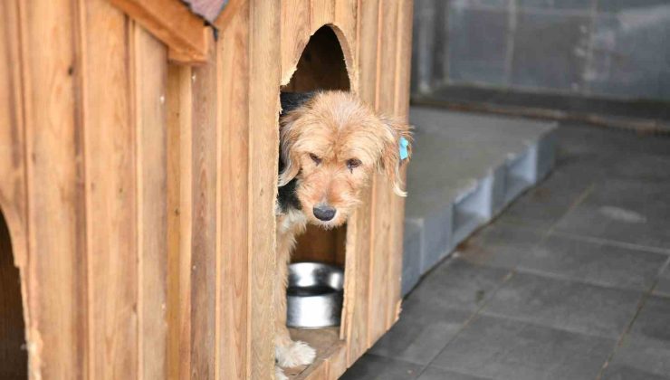 VETBÜS’ün tedavi ettiği can dost sahiplendirildi