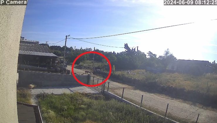 Bandırma’da başıboş köpek dehşeti kamerada…Kadın çığlıklar içinde yerde kaldı