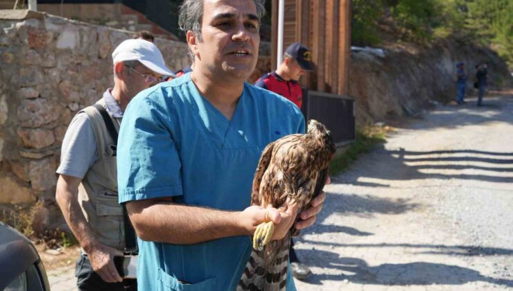 Yaralı bulunan kızıl şahin tedavisinden sonra Kazdağları’na salıverildi