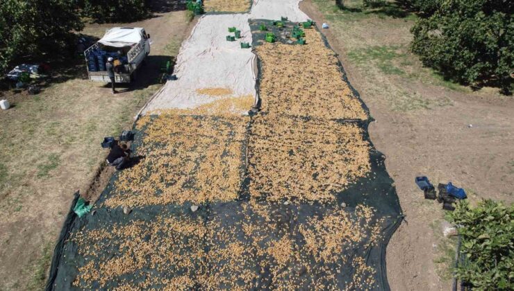 Havran’da coğrafi işaretli incir hasadı sürüyor