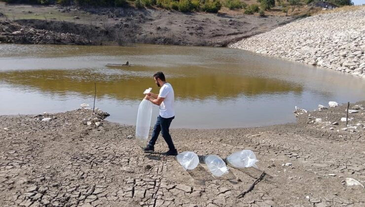 Kayalar göletine 50 sazan balığı yavrusu salındı